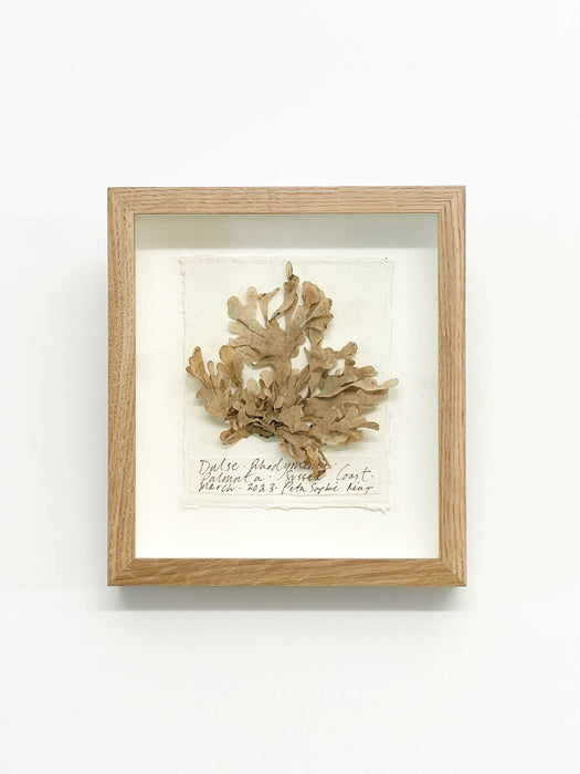 Dulse Seaweed Original Miniature by Peta King | 5 x 6 Pressing Framed
