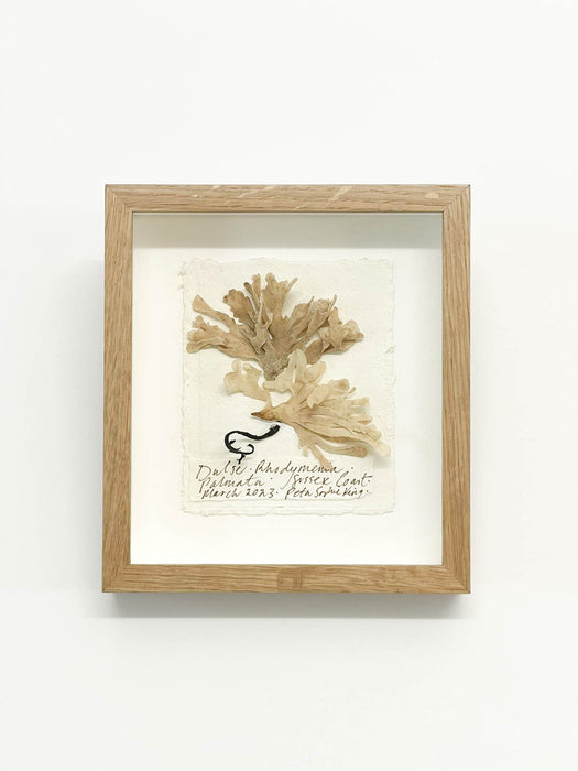 Dulse Seaweed Original I Miniature by Peta King | 5 x 6 Pressing Framed