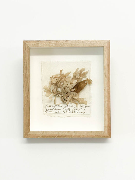 Carragheen • Mermaid's Purse Seaweed Original II Miniature by Peta King | 5 x 6 Pressing Framed