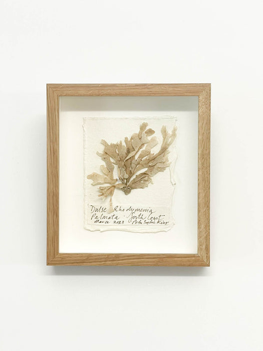 Dulse Seaweed Original II Miniature by Peta King | 5 x 6 Pressing Framed