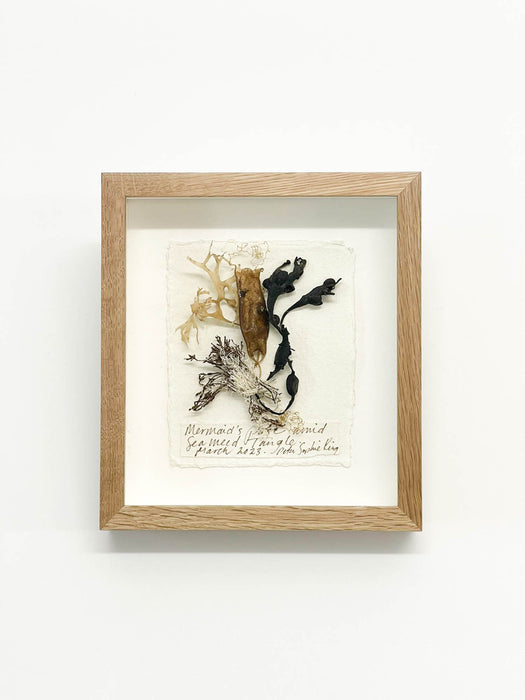 Mermaid's Purse with Seaweed Tangle • Seaweed Original Miniature by Peta King | 5 x 6 Pressing Framed