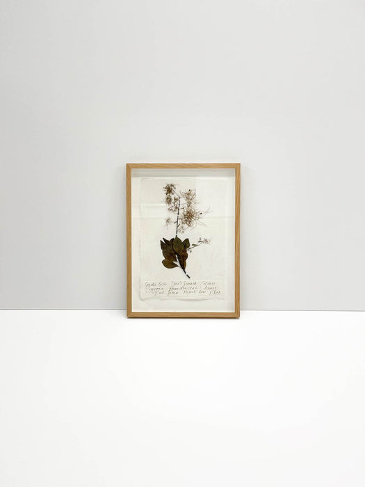 Velvet Fog • Smoke Bush Original by Peta King | A4 Pressing Framed