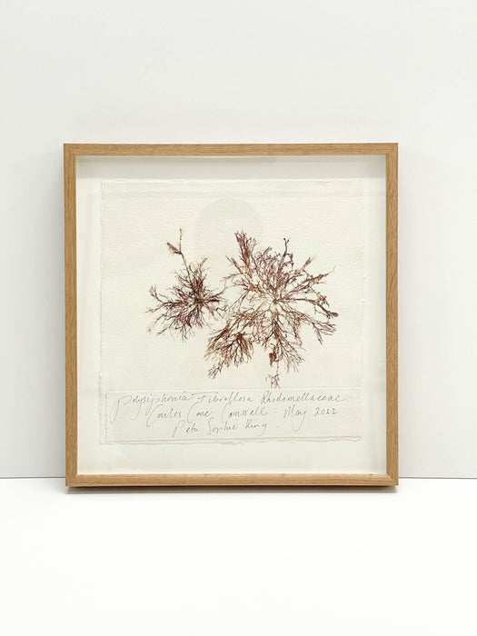 Polysiphonia Seaweed Original I by Peta King | 14 x 14 Pressing Framed