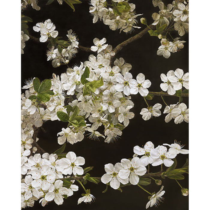 Cherry Blossom By Mia Tarney
