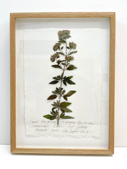 Sweet Marjoram Original by Peta King | A4 Pressing Framed