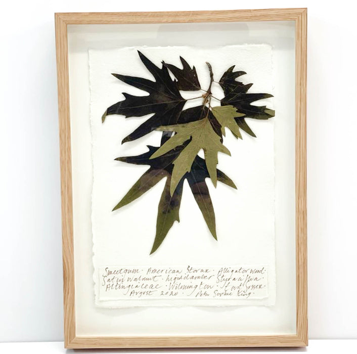 Sweet Gum I Original by Peta King | A4 Pressing Framed