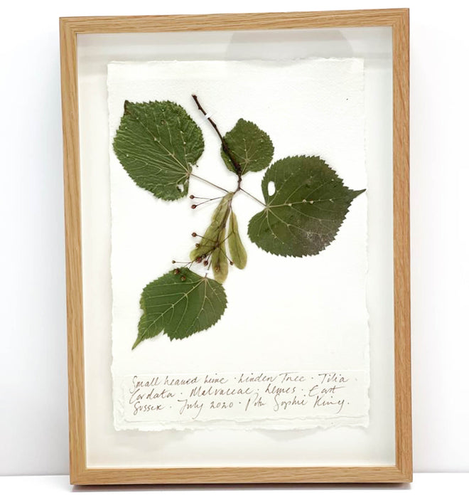 Small Leaf Lime III Original by Peta King | A4 Pressing Framed