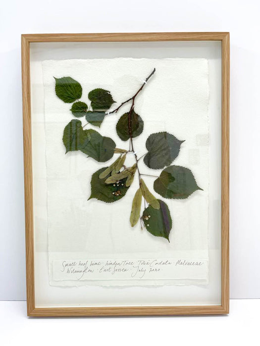 Sweet Leaf Lime Original by Peta King | A3 Pressing Framed