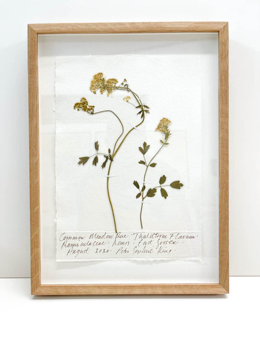 Common Meadow Rue • Thalictrum Original by Peta King | A4 Pressing Framed