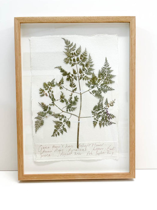 Queen Anne's Lace • Bishop's Flower Original by Peta King | A4 Pressing Framed