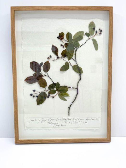 Juneberry • Sugar Plum Original by Peta King | A3 Pressing Framed