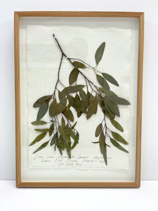 Eucalyptus • Cider Gum Original by Peta King | A3 Pressing Framed