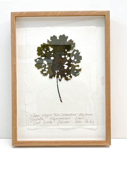 Plume Poppy • Tree Celendine Original by Peta King | A4 Pressing Framed