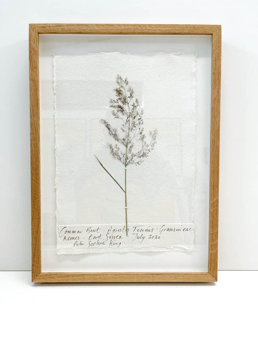Common Bent • Agrostis Capillaris Original by Peta King | A4 Pressing Framed