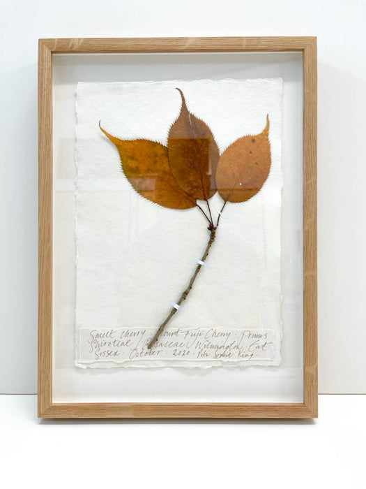 Sweet Cherry • Fuji Cherry Original by Peta King | A4 Pressing Framed