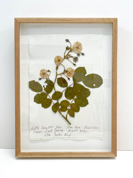 Little Rambler Rose Original by Peta King | A4 Pressing Framed