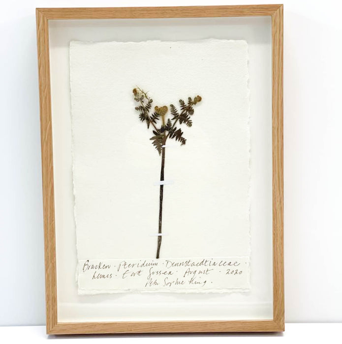 Bracken V Original by Peta King | A4 Pressing Framed