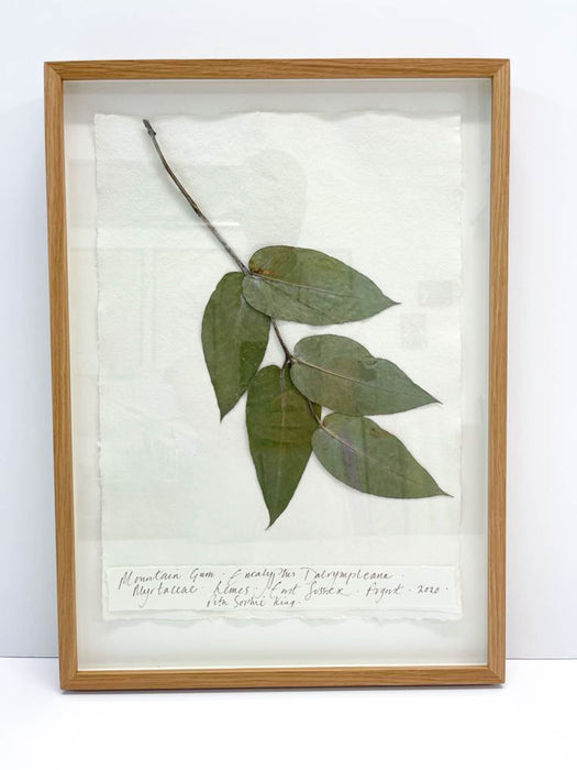 Eucalyptus • Mountain Gum Original by Peta King | A3 Pressing Framed
