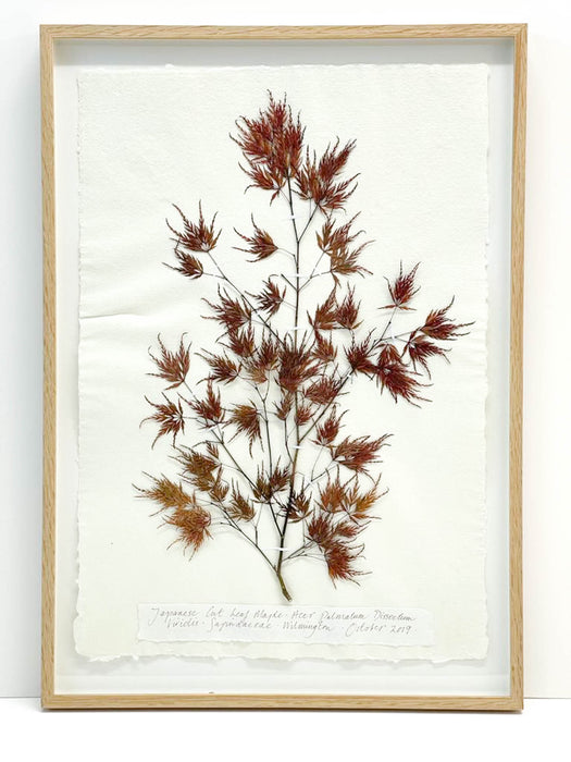 Japanese Cut Leaf Maple Original by Peta King | A2 Pressing Framed