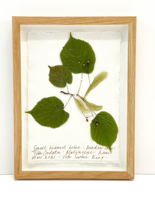 Small Leaf Lime I Original by Peta King | A5 Pressing Framed