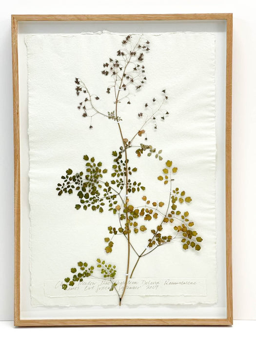 Meadow Rue I Original by Peta King | A2 Pressing Framed