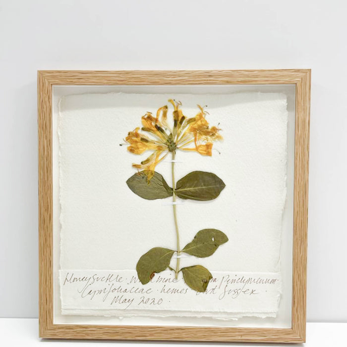 Honeysuckle Original by Peta King | 9 x 9 Pressing Framed