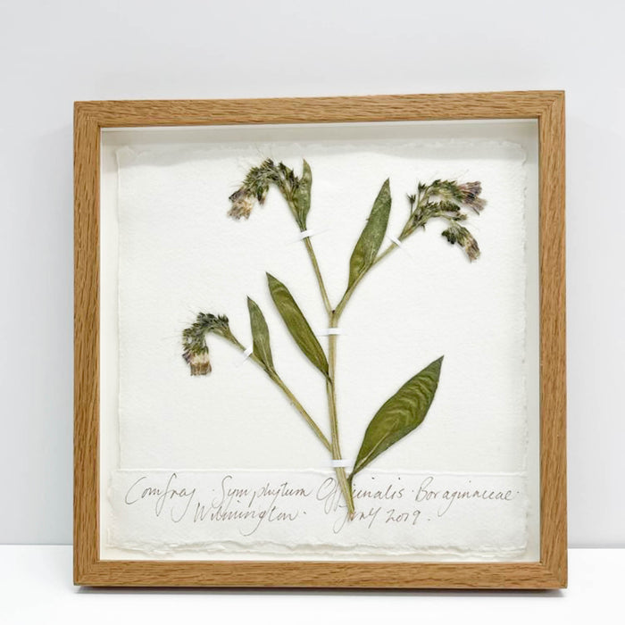 Comfrey Original by Peta King | 9 x 9 Pressing Framed