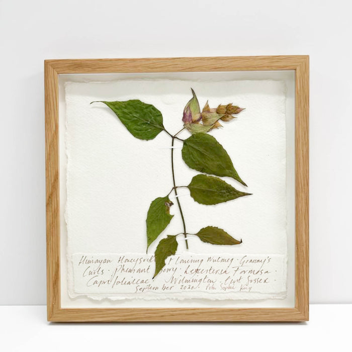 Himalayan Honeysuckle Original by Peta King | 9 x 9 Pressing Framed