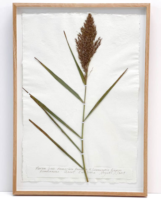 Marram Grass Original by Peta King | A2 Pressing Framed