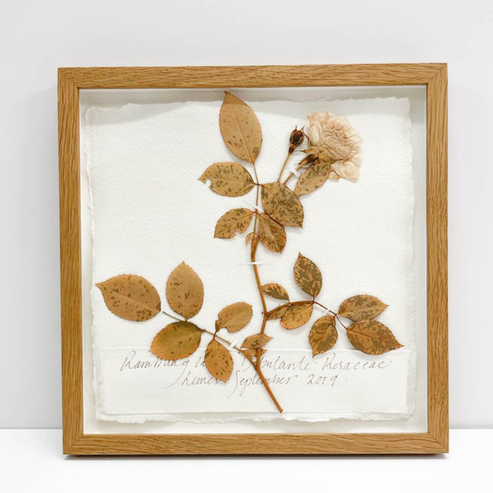 Rambling Rose Original by Peta King | 9 x 9 Pressing Framed