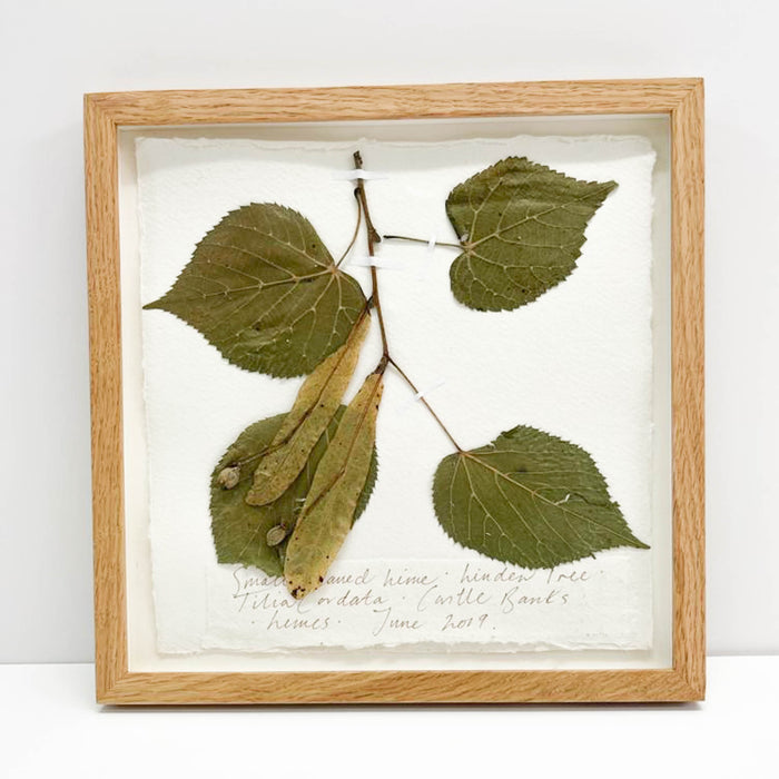 Small Leaf Lime Original by Peta King | 9 x 9 Pressing Framed
