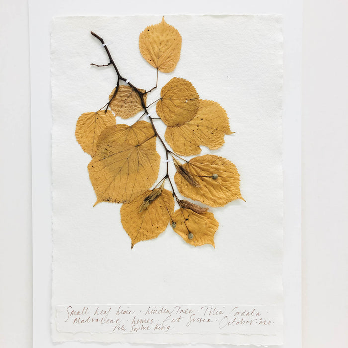 Small Leaf Lime II Original by Peta King | A3 Pressing