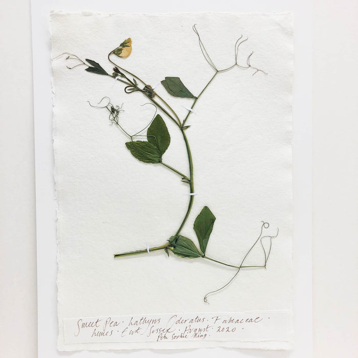 Sweet Pea Original by Peta King | A3 Pressing