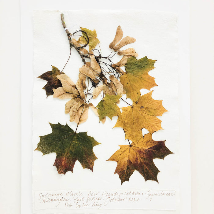 Sycamore Maple Original by Peta King | A3 Pressing