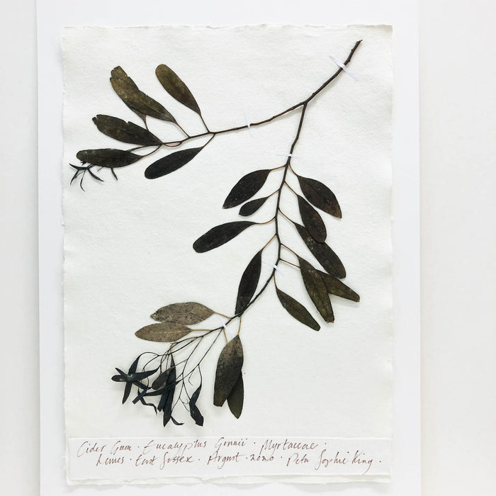 Eucalyptus XI Original by Peta King | A3 Pressing