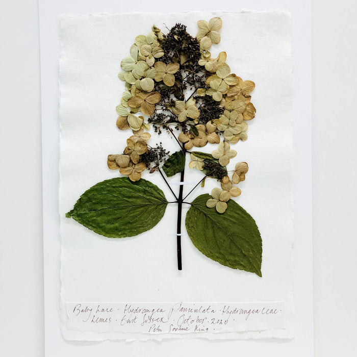 Hydrangea III Original by Peta King | A3 Pressing