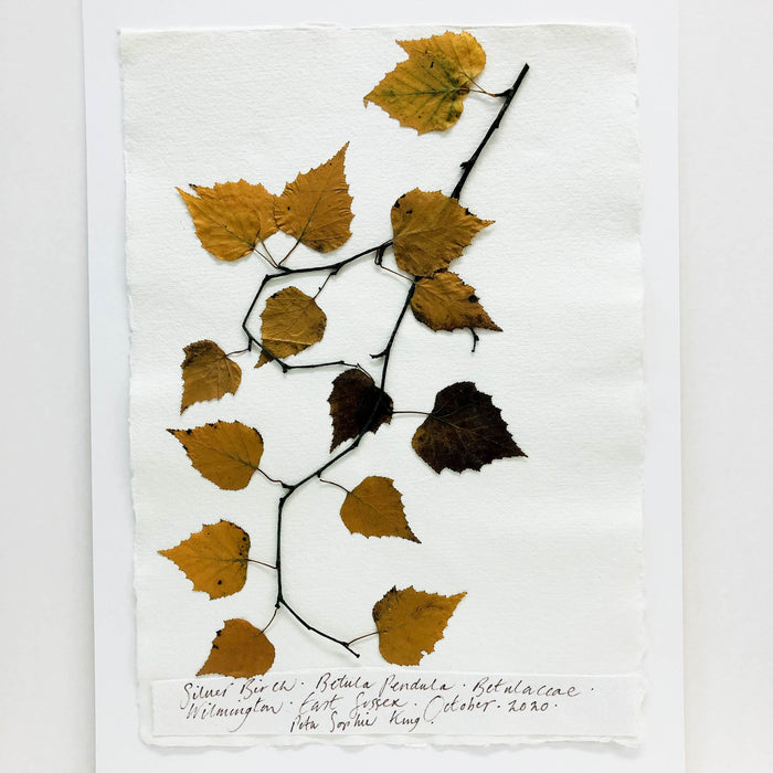 Silver Birch Original by Peta King | A3 Pressing