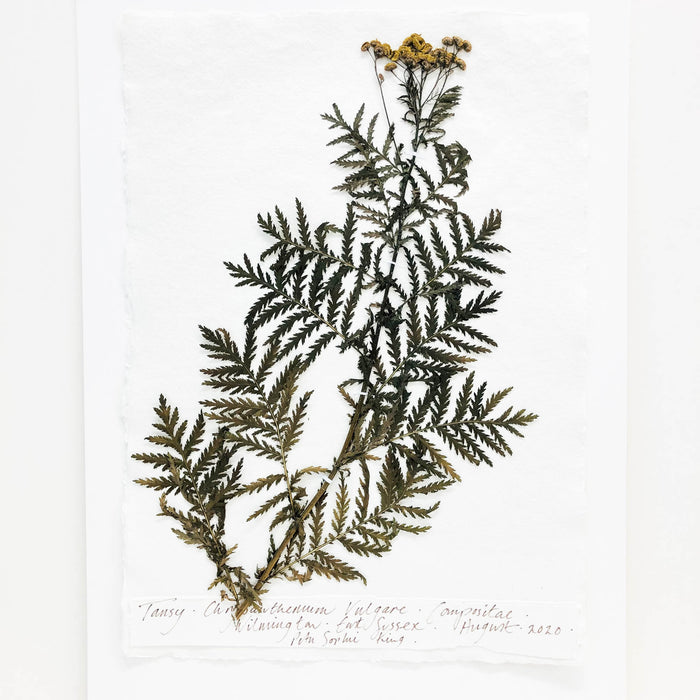 Tansy I Original by Peta King | A3 Pressing