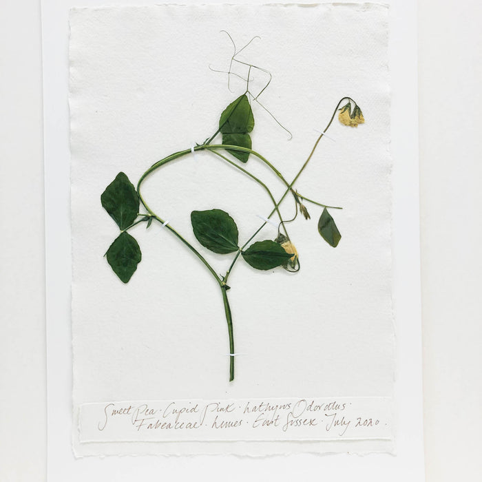 Sweet Pea I Original by Peta King | A3 Pressing