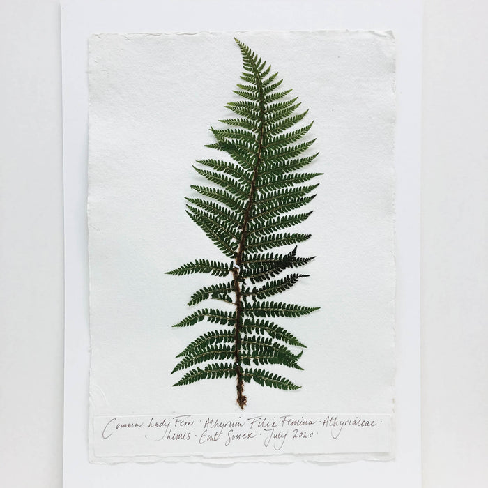 Lady Fern Original by Peta King | A3 Pressing