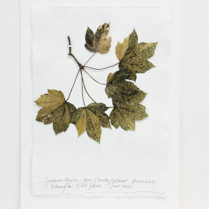 Sycamore Maple I Original by Peta King | A3 Pressing