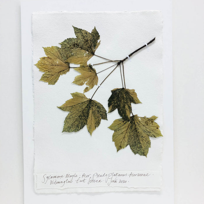 Sycamore Maple II Original by Peta King | A3 Pressing