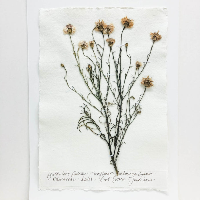 Cornflower Original by Peta King | A3 Pressing