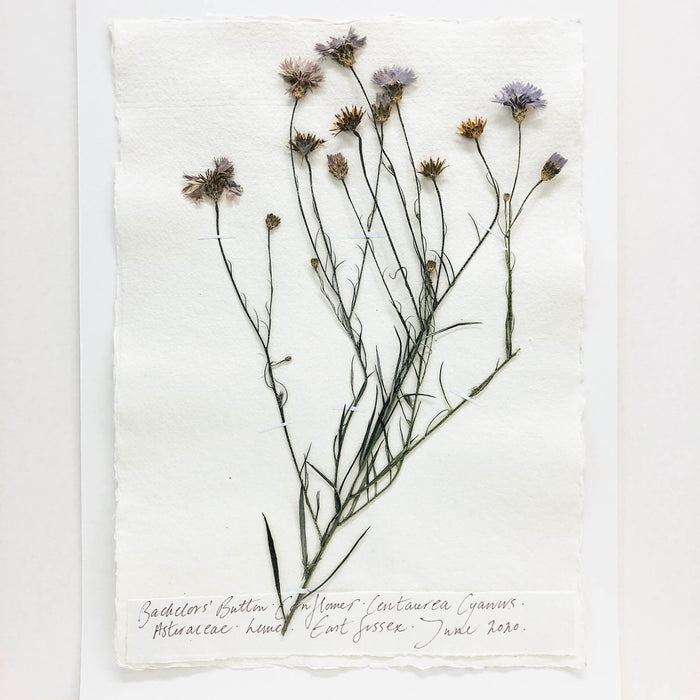 Cornflower I Original by Peta King | A3 Pressing