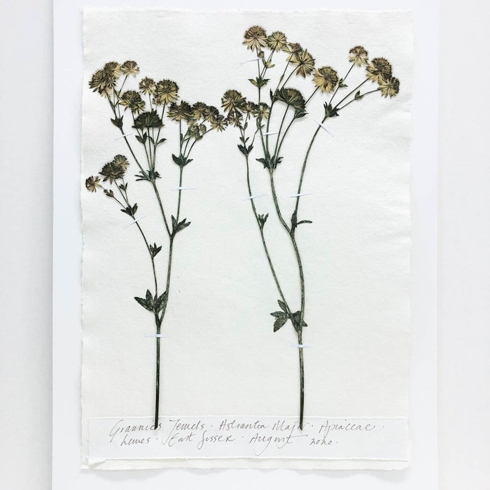 Astrantia I Original by Peta King | A3 Pressing