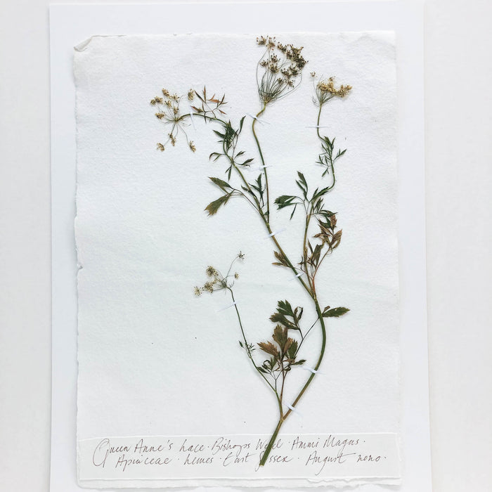 Queen Anne's Lace I Original by Peta King | A3 Pressing