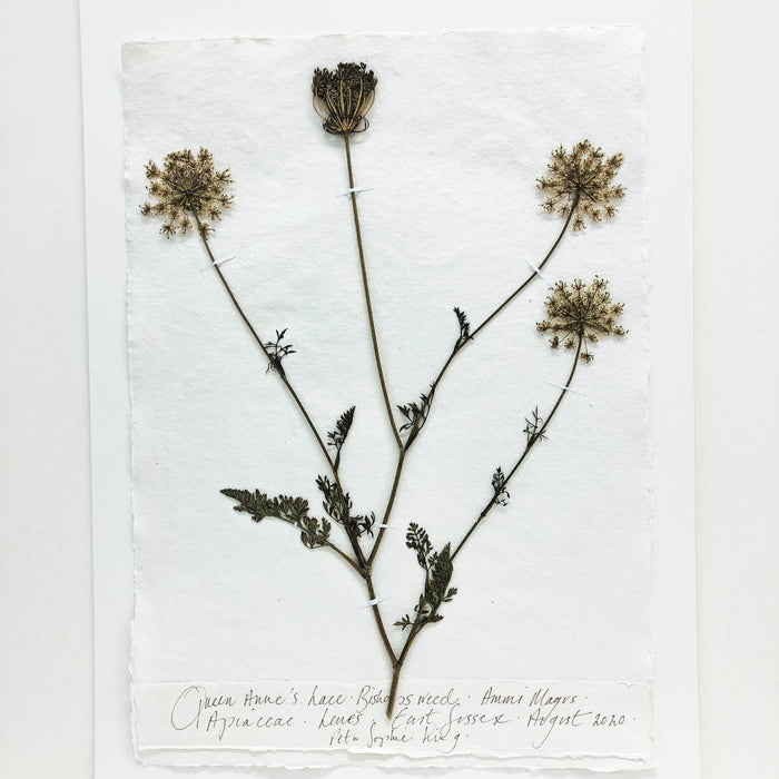 Queen Anne's Lace III Original by Peta King | A3 Pressing