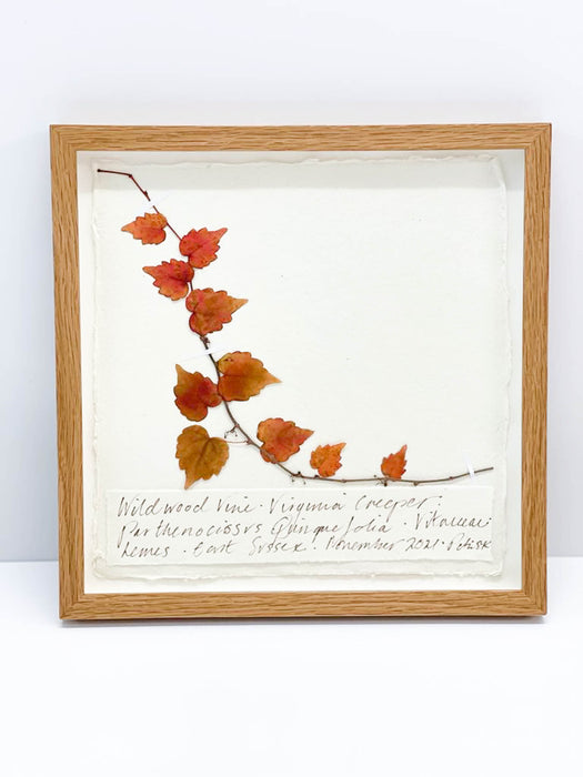 Wild Wood Vine • Virginia Creeper Original by Peta King | 9 x 9 Pressing Framed