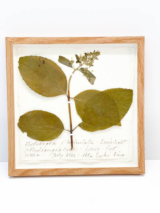 Hydrangea Paniculata • Limelight Hydrangea Original by Peta King | 9 x 9 Pressing Framed