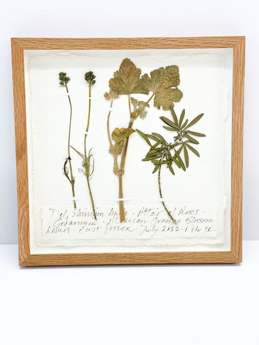 Delphinium • Attar of Roses • Mexican Orange Blossom Original by Peta King | 9 x 9 Pressing Framed